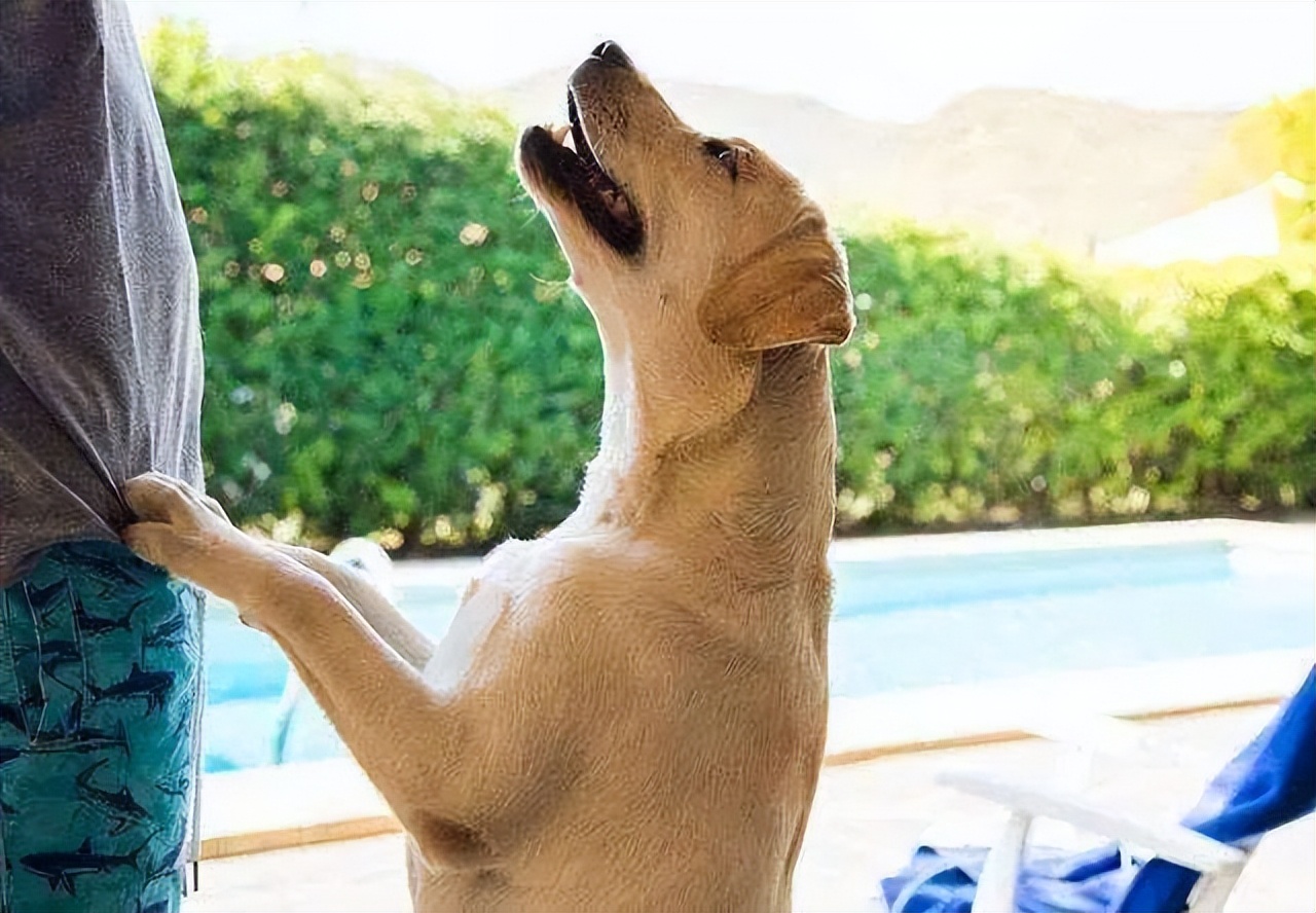 狗狗的灵性有哪些表现,狗界中六种智商比较低的狗狗