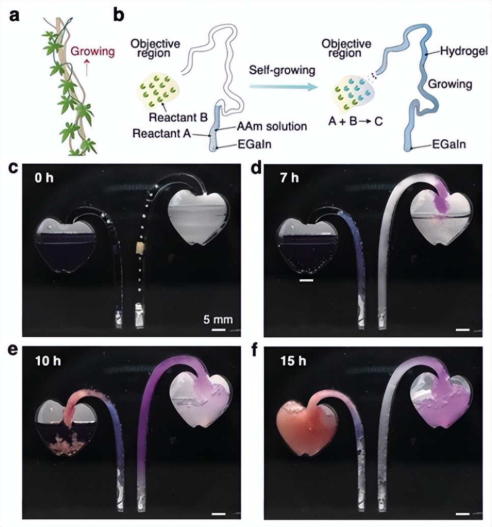 advmater怎么样,adv水凝胶效果怎么样