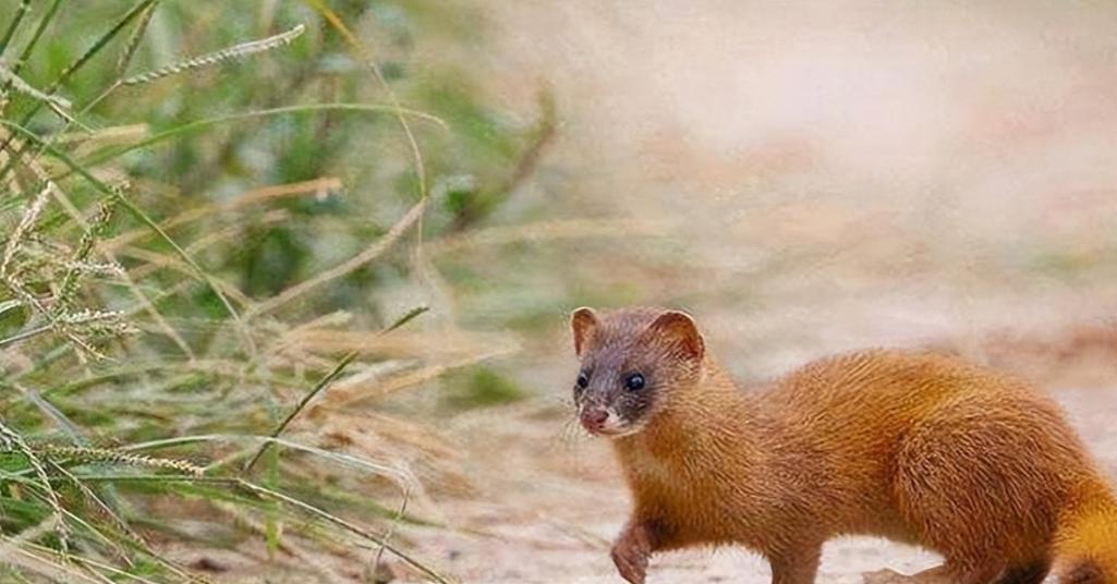 为啥有一代人说黄鼠狼不能吃,李时珍讲不吃黄鼠狼的原因