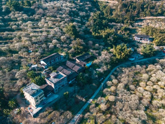 永泰青梅花开全部视频,永泰青梅丰收季节