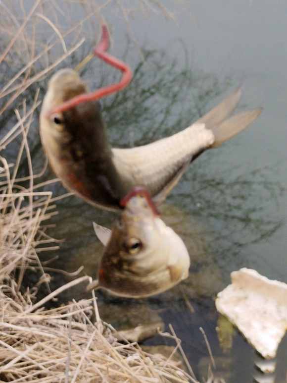 初春蚯蚓钓鱼的技巧和方法,春季钓蚯蚓正确方法与技巧