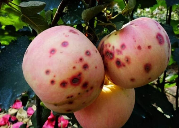 果生刺盘孢侵染苹果致病关键基因Cfcyp450的功能（三）