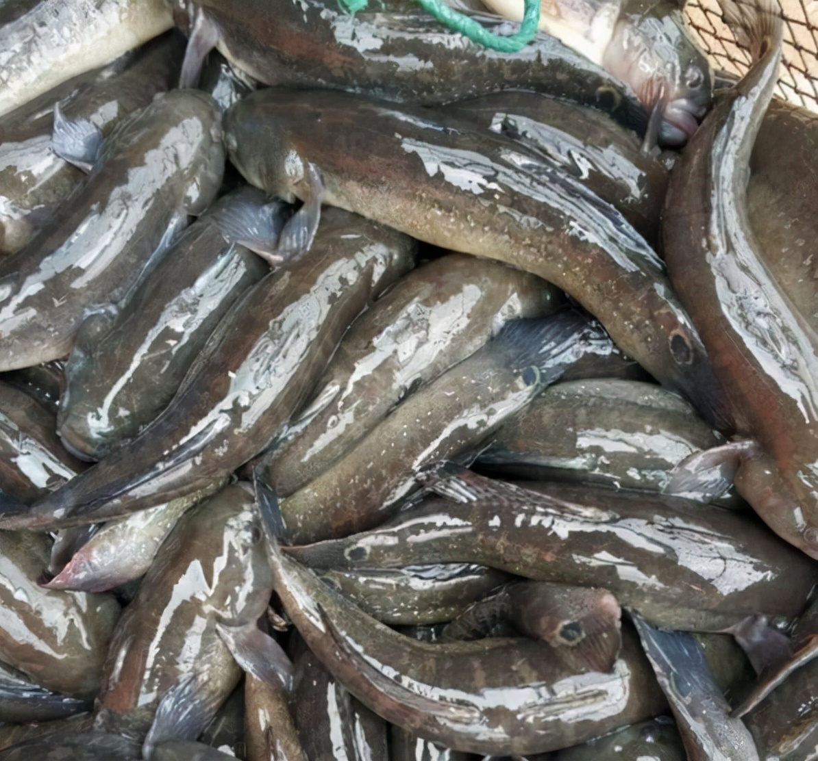 最常见的50种食用鱼吃法和价格,十种常用食用鱼类介绍