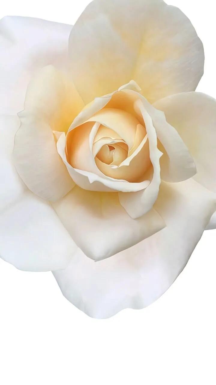 上班励志高清壁纸4k全屏电脑壁纸,黑鲨壁纸动态壁纸高清全屏90帧