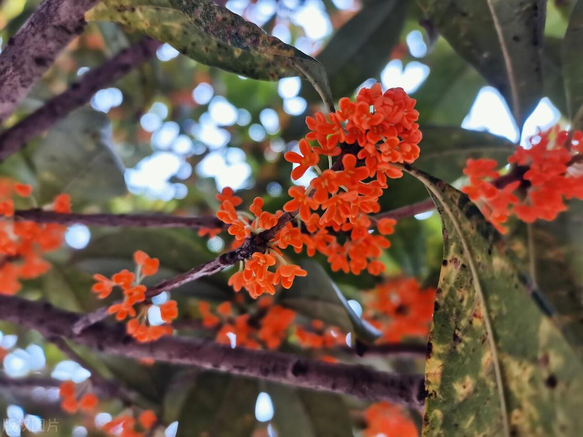 浙江省内赏花,浙江三月赏花