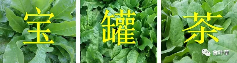 食叶草植物蛋白固体饮料,细品食叶草茶文化