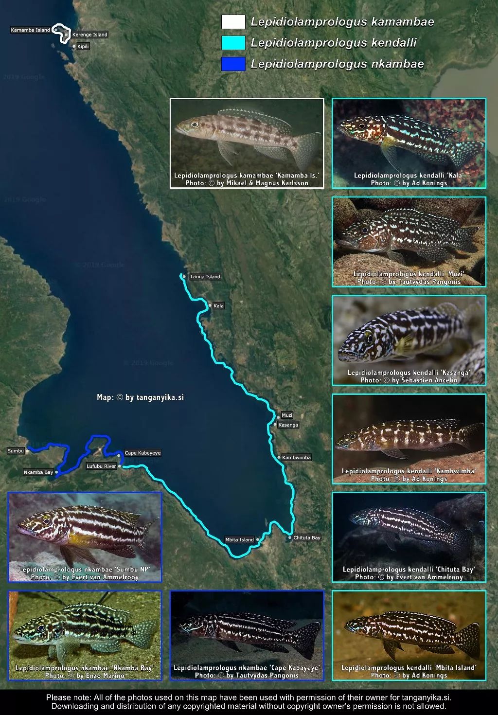 三湖慈鲷杂鲷品种图鉴大全,三湖慈鲷最好看的十种马鲷