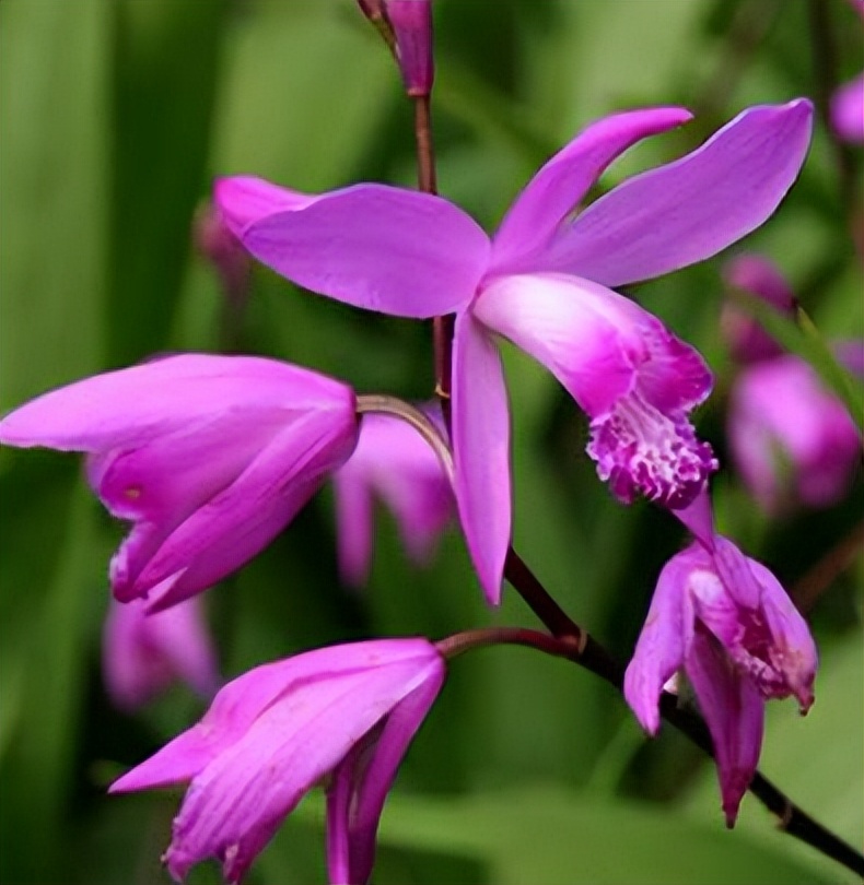 白芨的养殖方法和注意事项,白芨怎么管理生长快