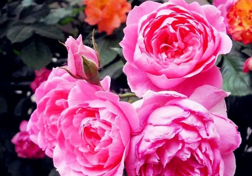 法国玫瑰花园,法国玫瑰花香沐浴露正品