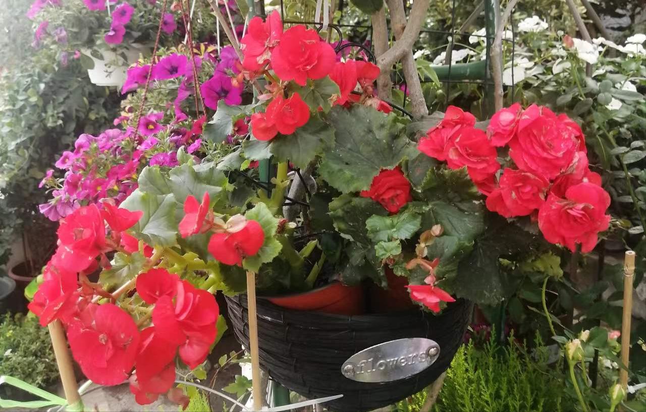 种花浇水20天盆没干能浇水吗,室内种花浇水不漏水