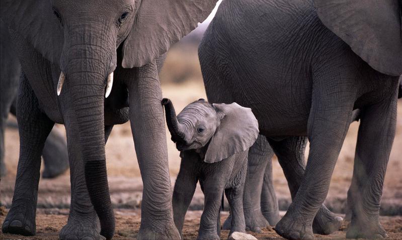 唯一被绞刑的人,唯一被凌迟处死的人