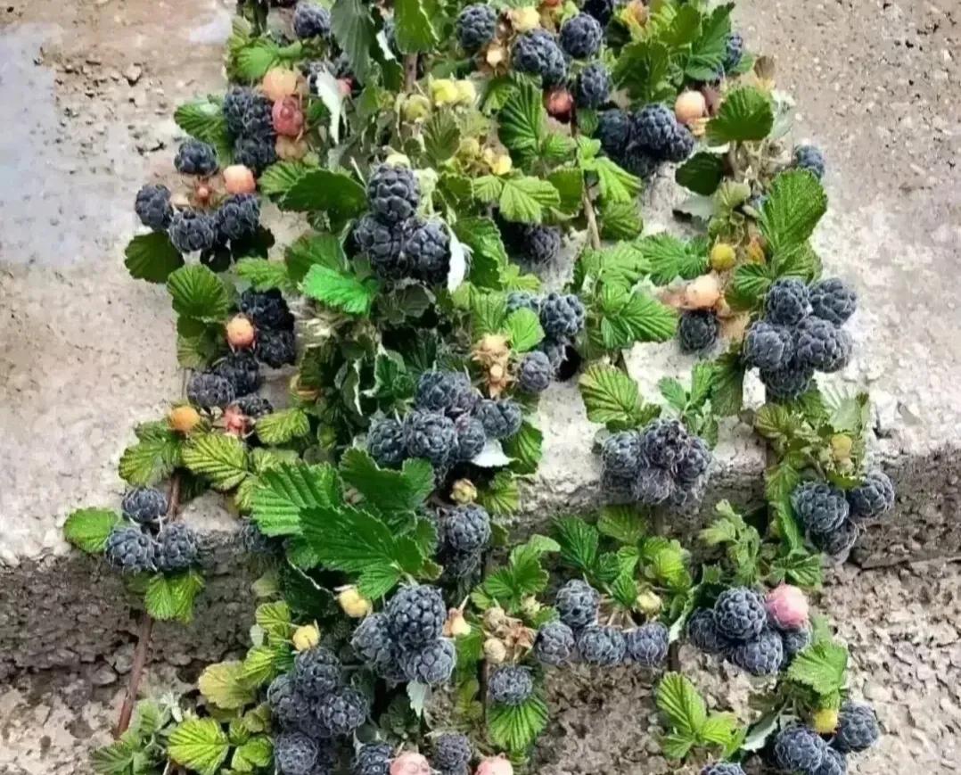 农村的野果都有哪些,农村独有的野果长什么样