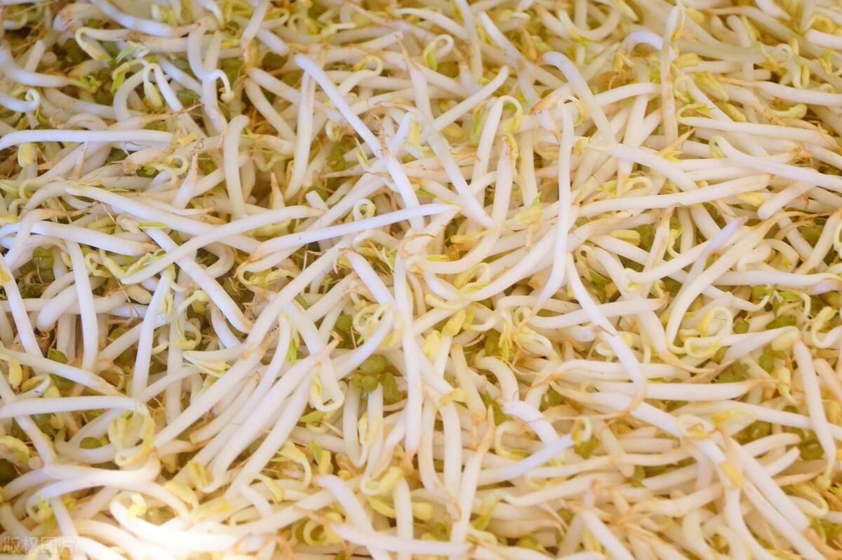 豆芽烂根是什么原因,家里豆芽烂了怎么快速补救