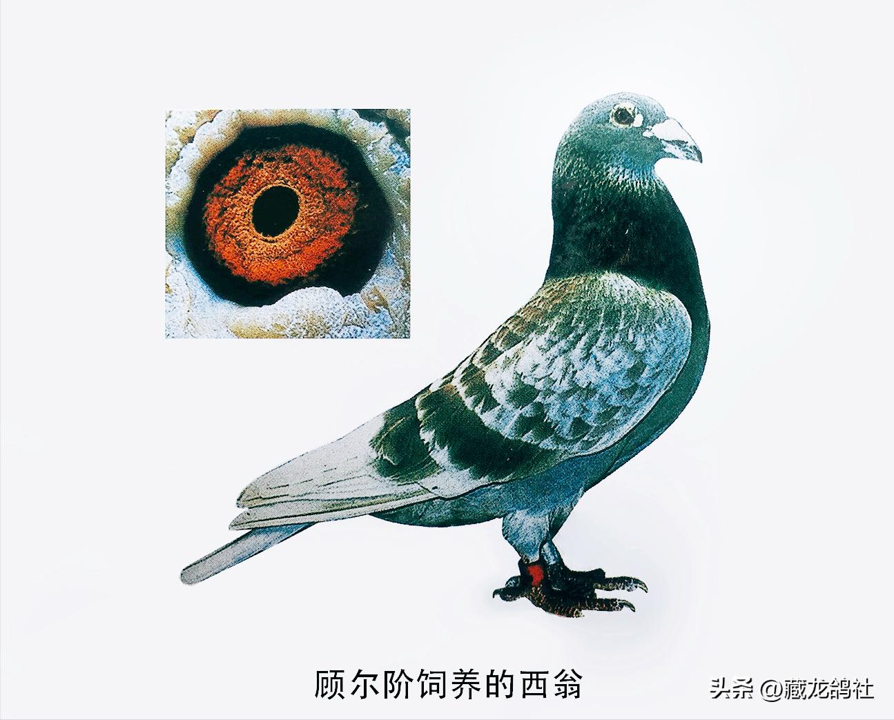 育鸽如何青出于蓝？——谈国血由来与海斯曼的逆袭