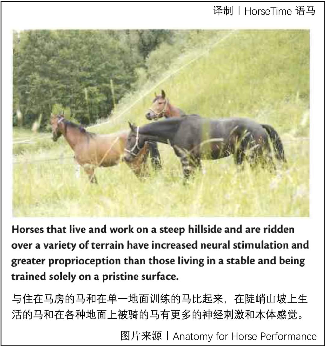 马的神经系统,马功能性训练