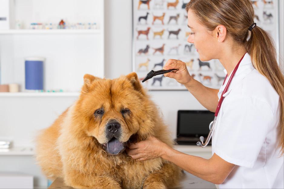 松狮犬的优点和缺点有哪些,土松狮犬优缺点