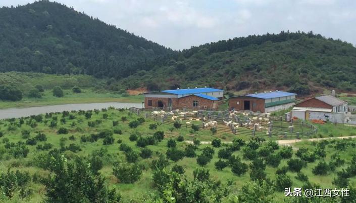 赣鄱巾帼创之乡村振兴篇丨廖春香:发展特色产业带领妇女姐妹走上致富路