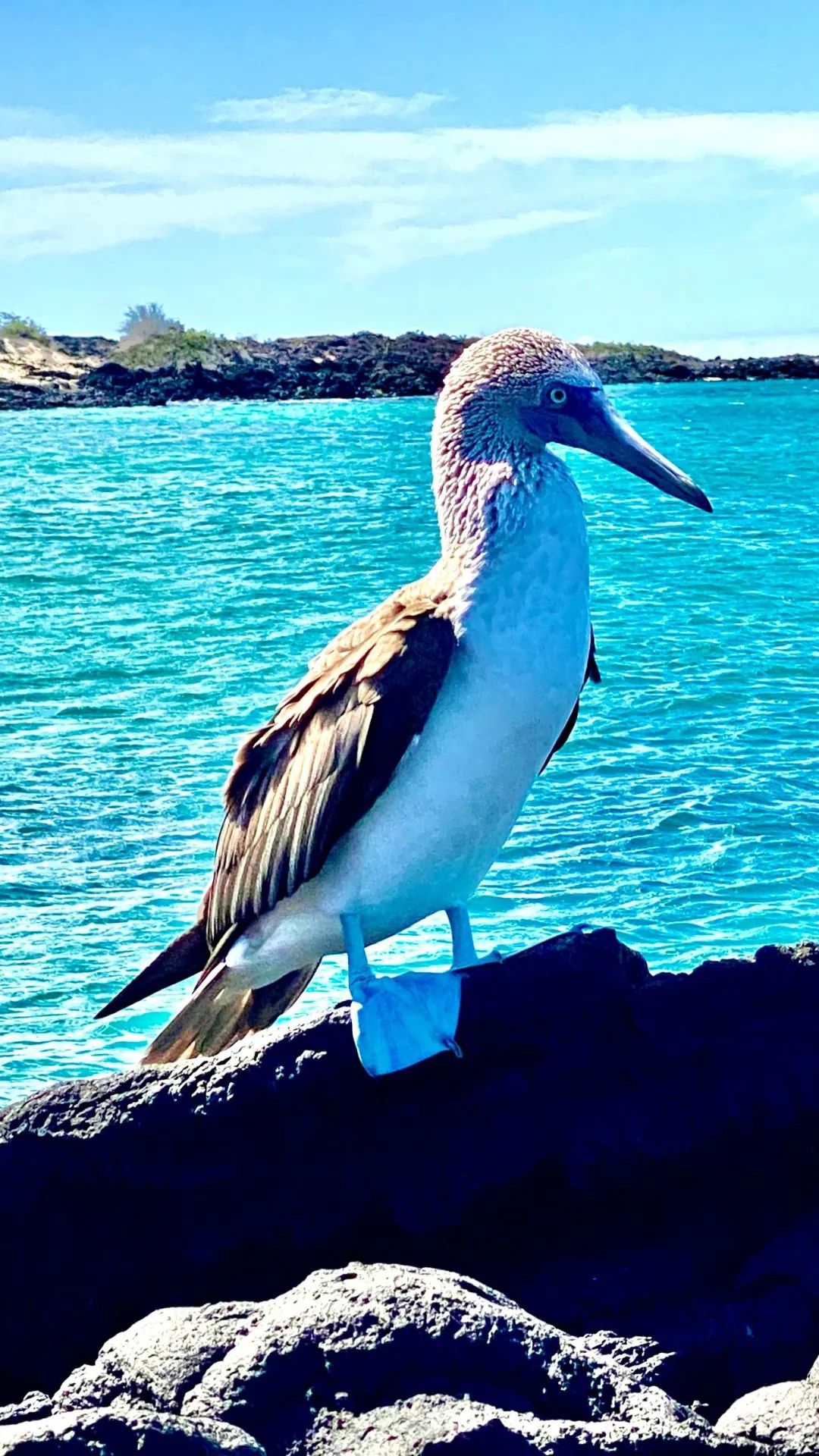 去神秘小岛探险,去神秘岛探险视频