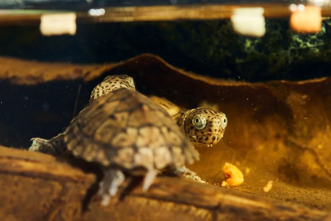 新手养龟的10个建议,养龟新手必须知道的两个关键点