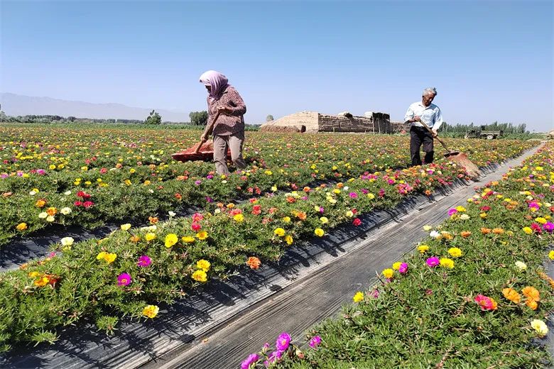 鎵撳ソ鑾茶棔缁忔祹鐗屽康濂戒骇涓氬瘜姘戠粡,楂樺彴鍒剁浜т笟淇冨啘澧炴敹