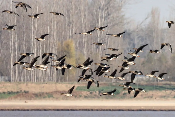 河南根治欠薪举报电话,河南欠薪举报最新消息