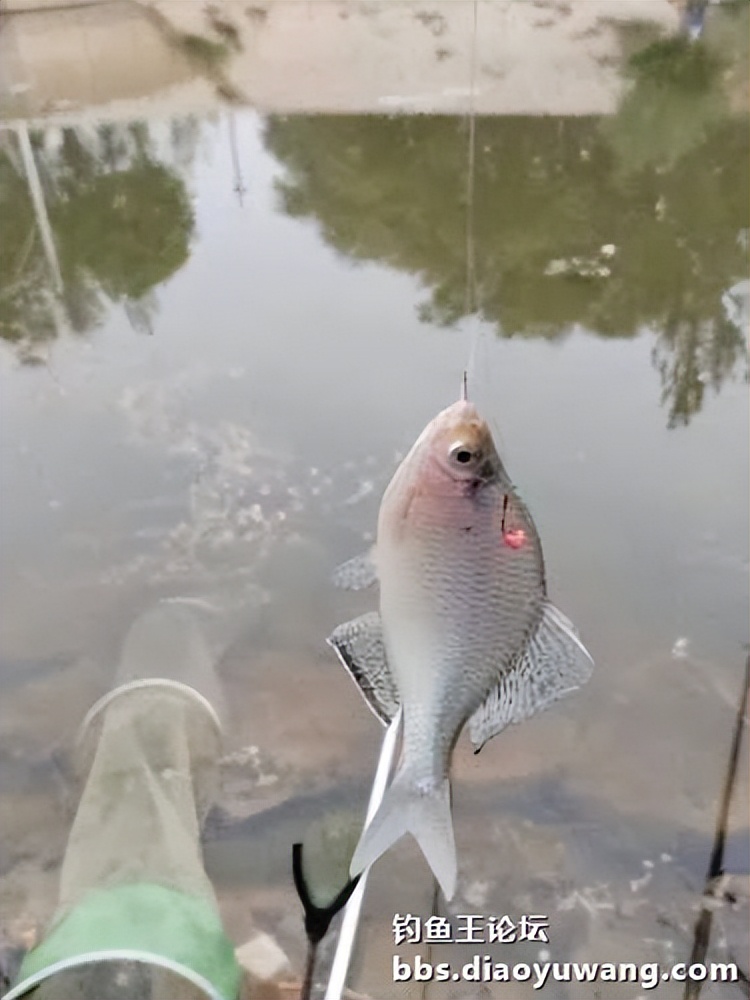 大鲫饵料,给人信心