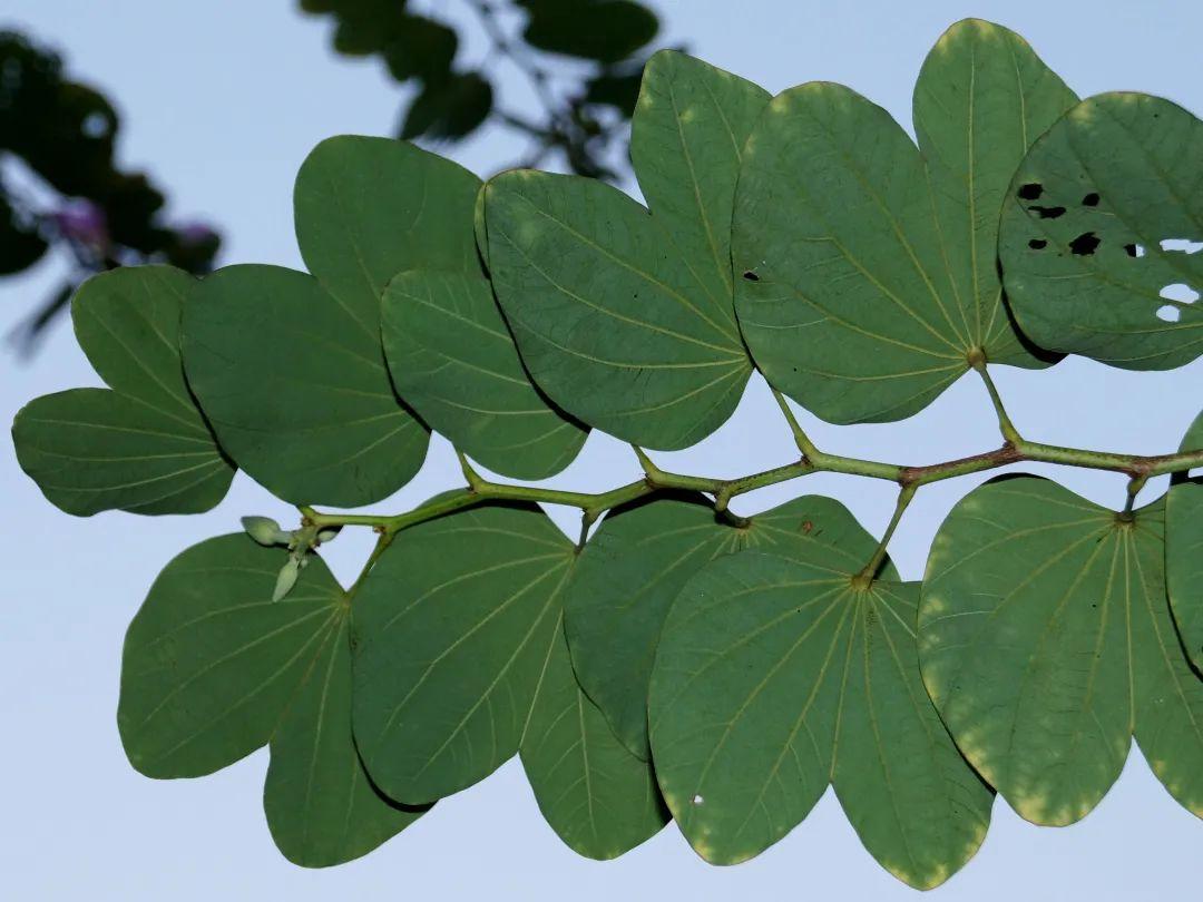南方人爱不够的紫荆花，北方人懵了：“这哪儿是紫荆花啊？”