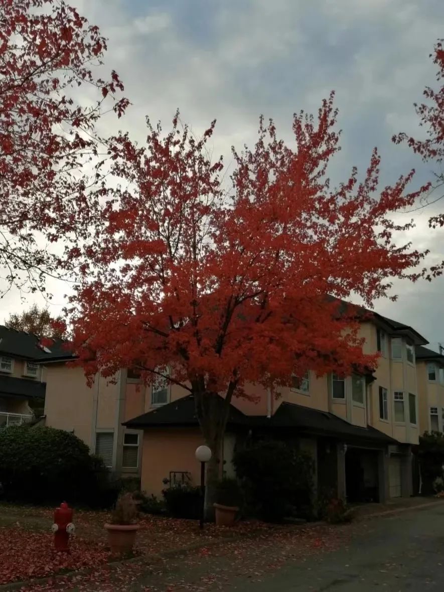 32岁兔兔在加拿大：去韩国追星，在多伦多全款买下人生第二套房