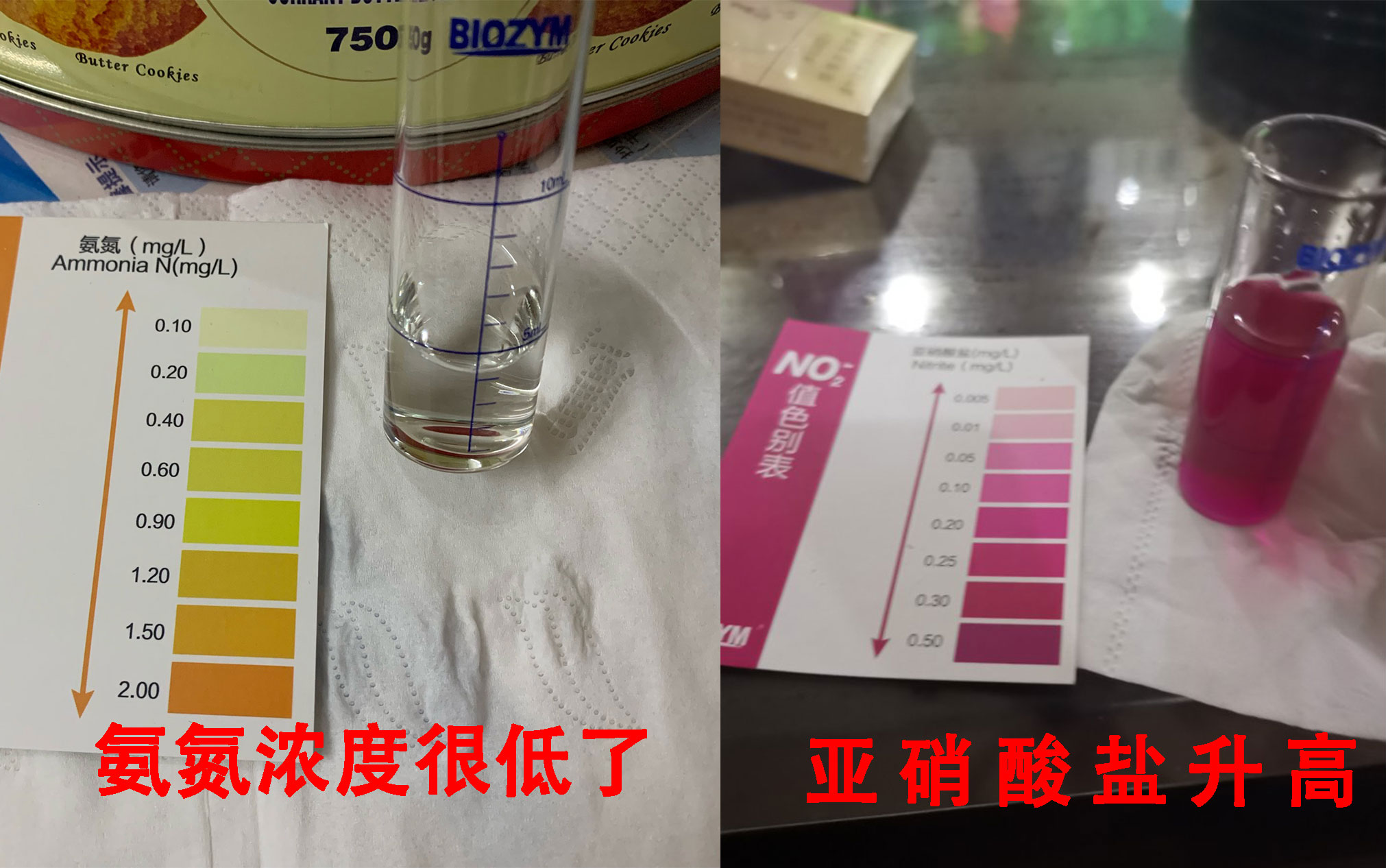 鱼缸硝化系统崩溃是什么原因,新鱼缸最快建立硝化系统时间