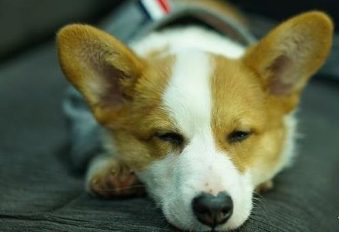 柯基犬容易患什么眼疾,柯基犬的常见疾病是什么怎么解决