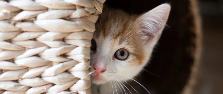 猫咪被剪掉胡须会有什么影响 (家猫胡须剪掉)