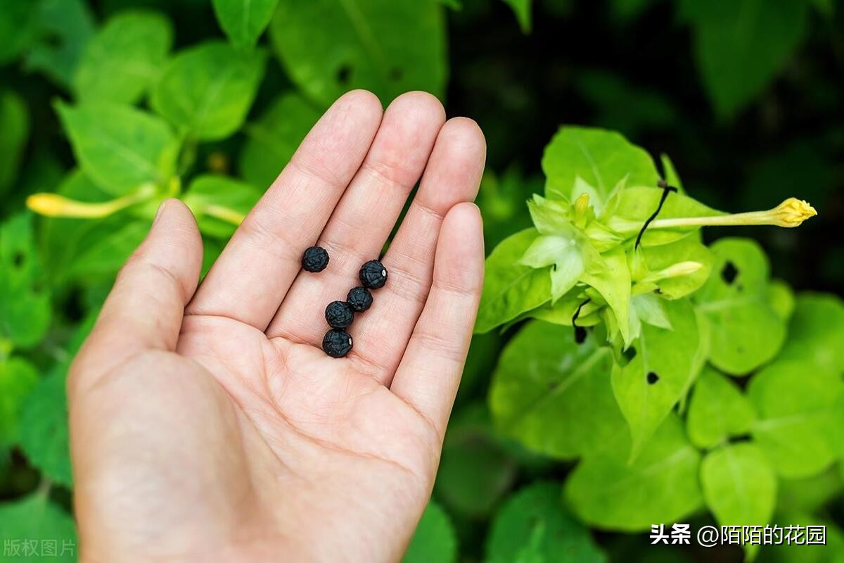 春节开花的庭院花卉,适合四季开花的庭院花卉