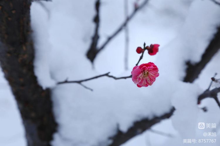 无端却被梅花恼特地吹香破梦魂,无端却被梅花恼