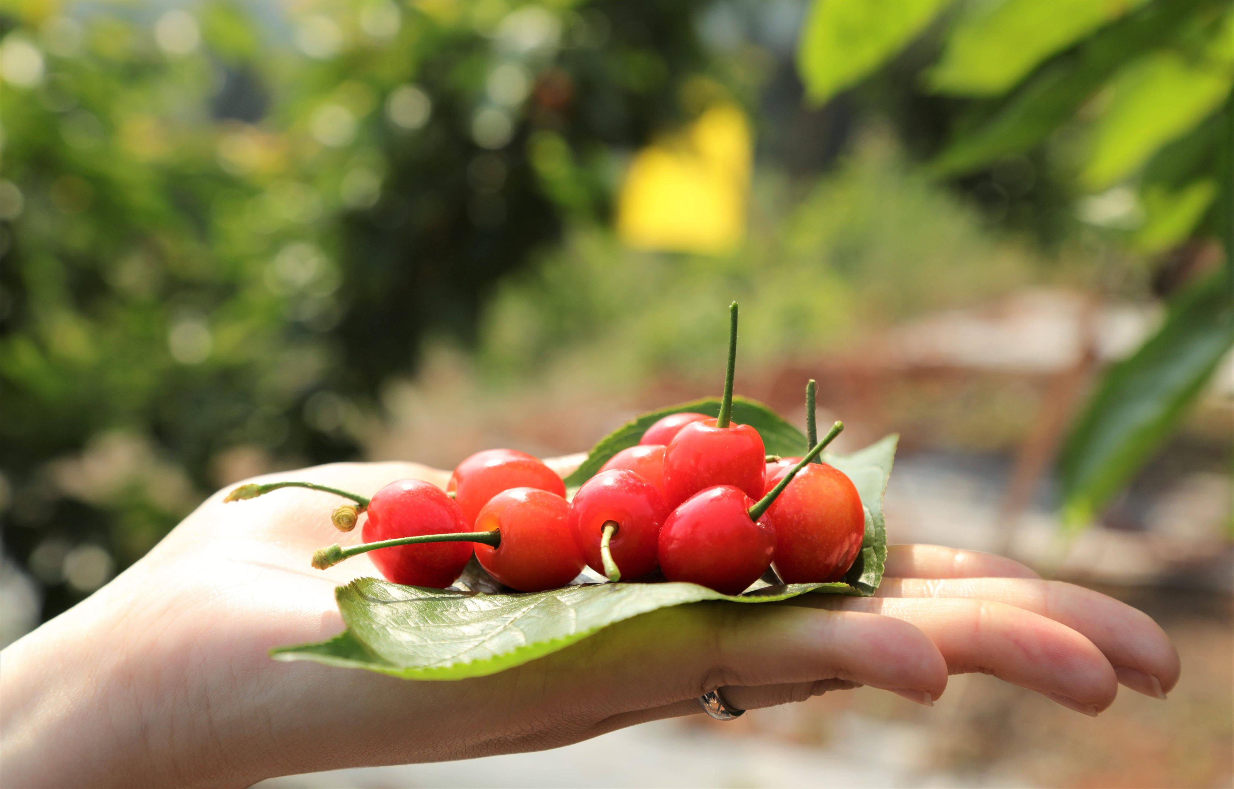 成都金堂：转龙邀你品四月里第一口“抿甜”樱桃