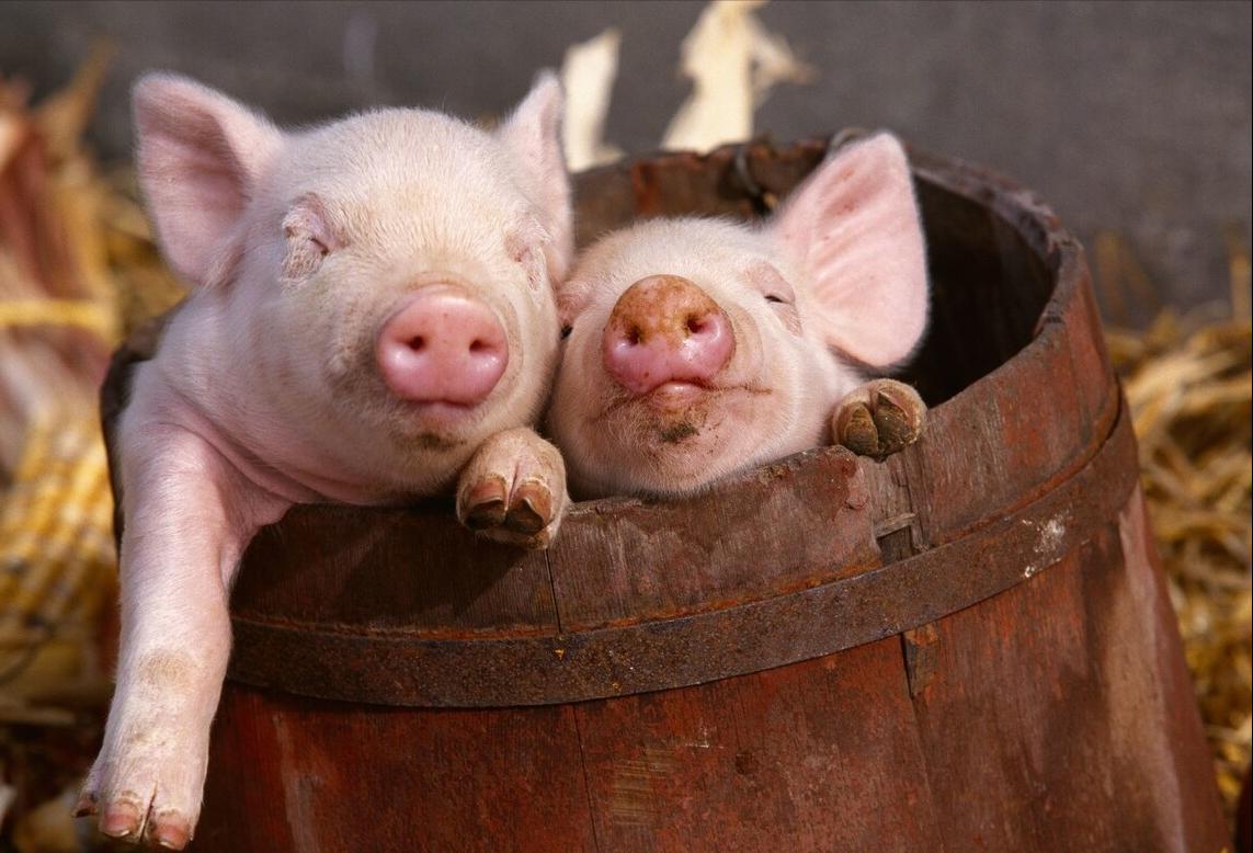 小猪刚开始喂料怎么喂,如何喂40天小猪饲料视频