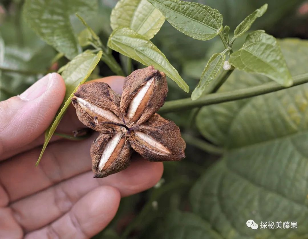 美藤果对人体有哪些作用,美藤果活性肽的作用和功效