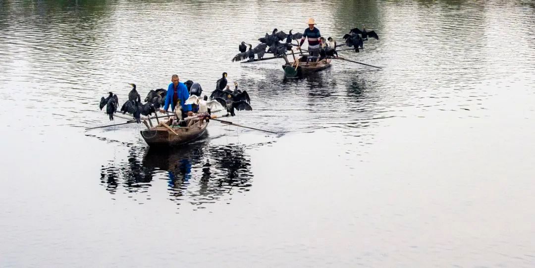 盛夏时节荷花盛开,盛夏去看荷花