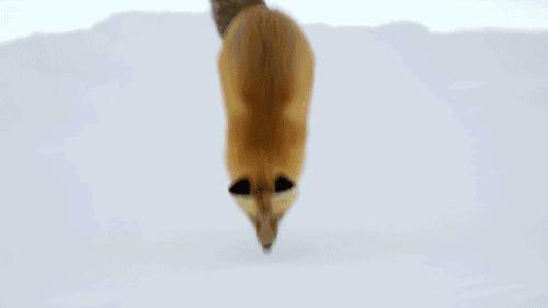 这几部口碑爆棚的宝藏纪录片,国庆孩子必看的8部神级纪录片