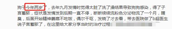 宠物子宫蓄脓最佳治愈方法,宠物子宫蓄脓发病率