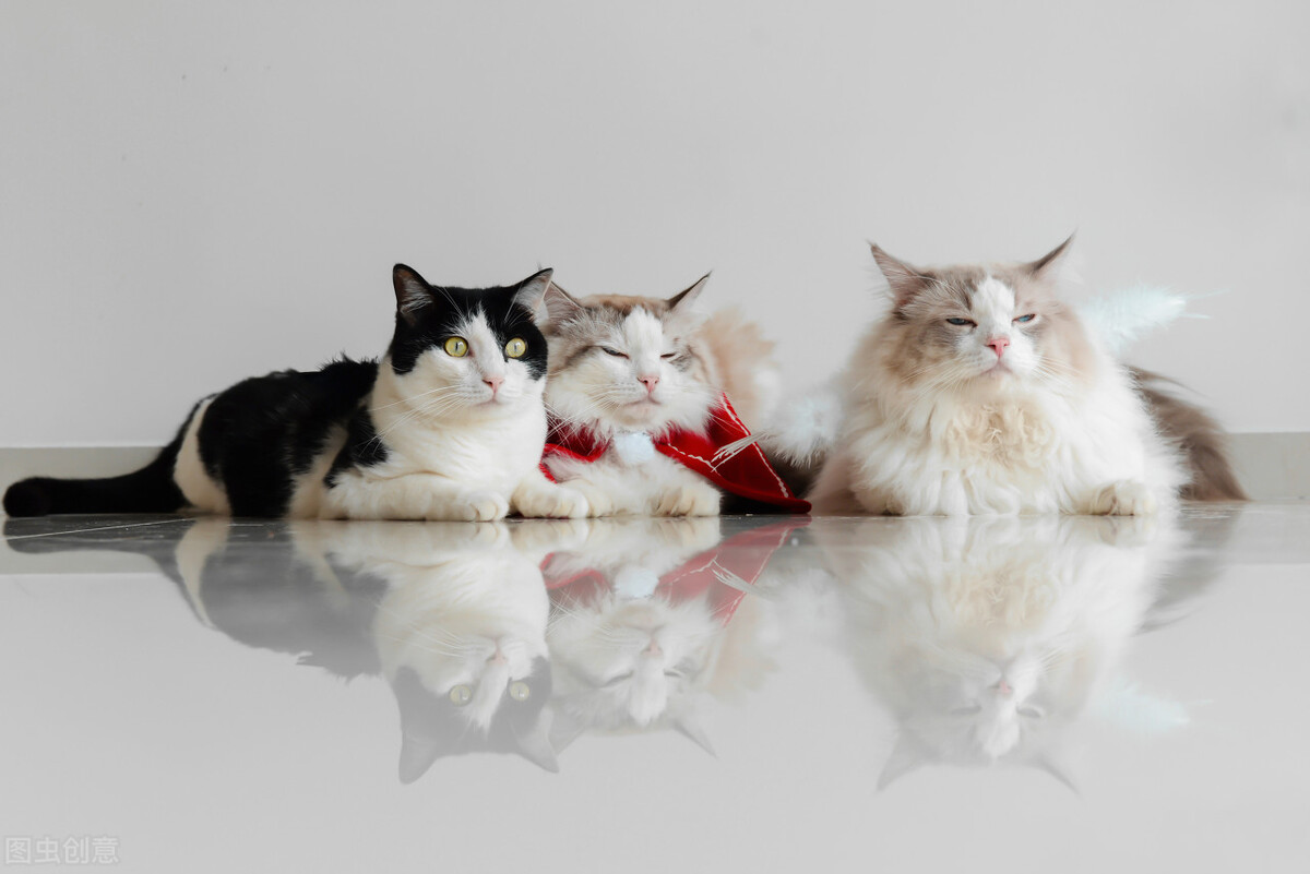 宠物猫前十名,宠物猫布偶猫多少钱