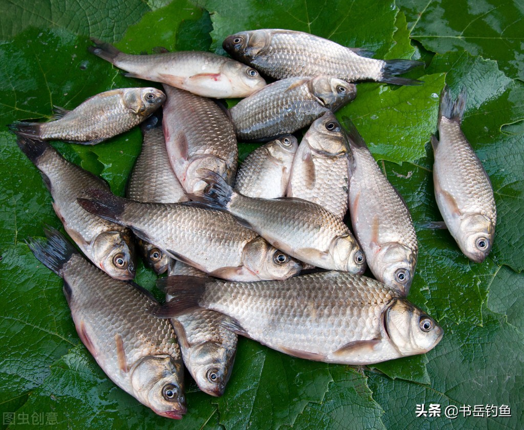 鲫鱼没有雄鱼也可以甩籽,鲫鱼怎么生殖繁衍