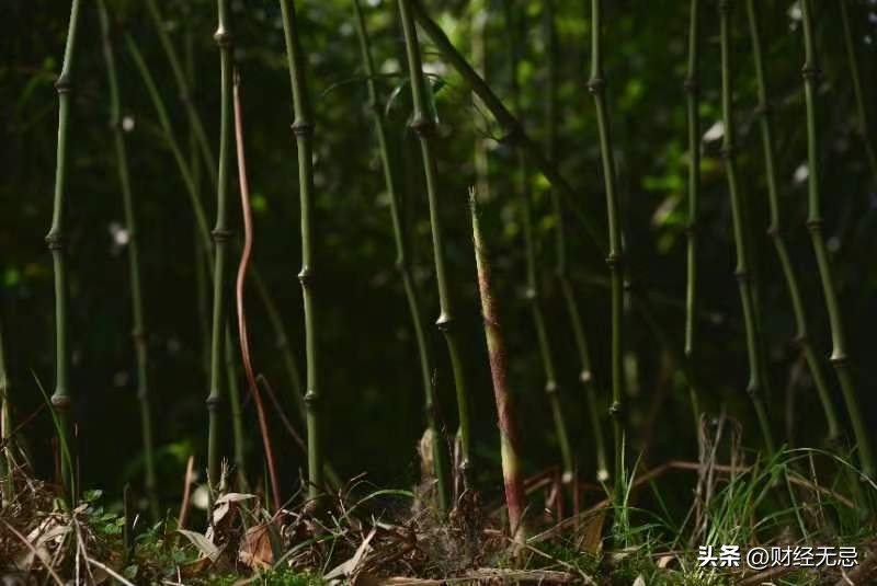 良品铺子野山笋加工过程,良品铺子野山椒山笋