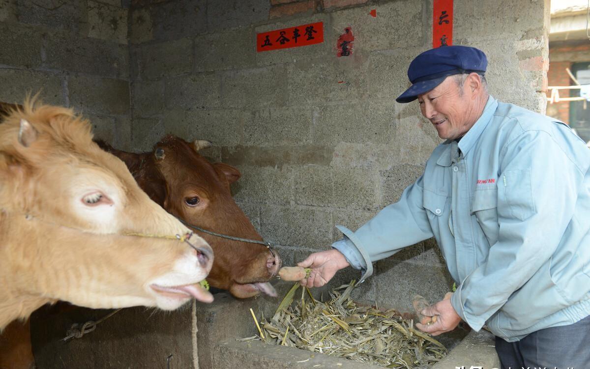 牛肉价格45元3斤，牛价已经跌成这样了？2023年11月11日牛价