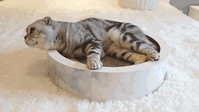 新手养猫选择哪种猫便宜点的,品种猫到底值不值得买