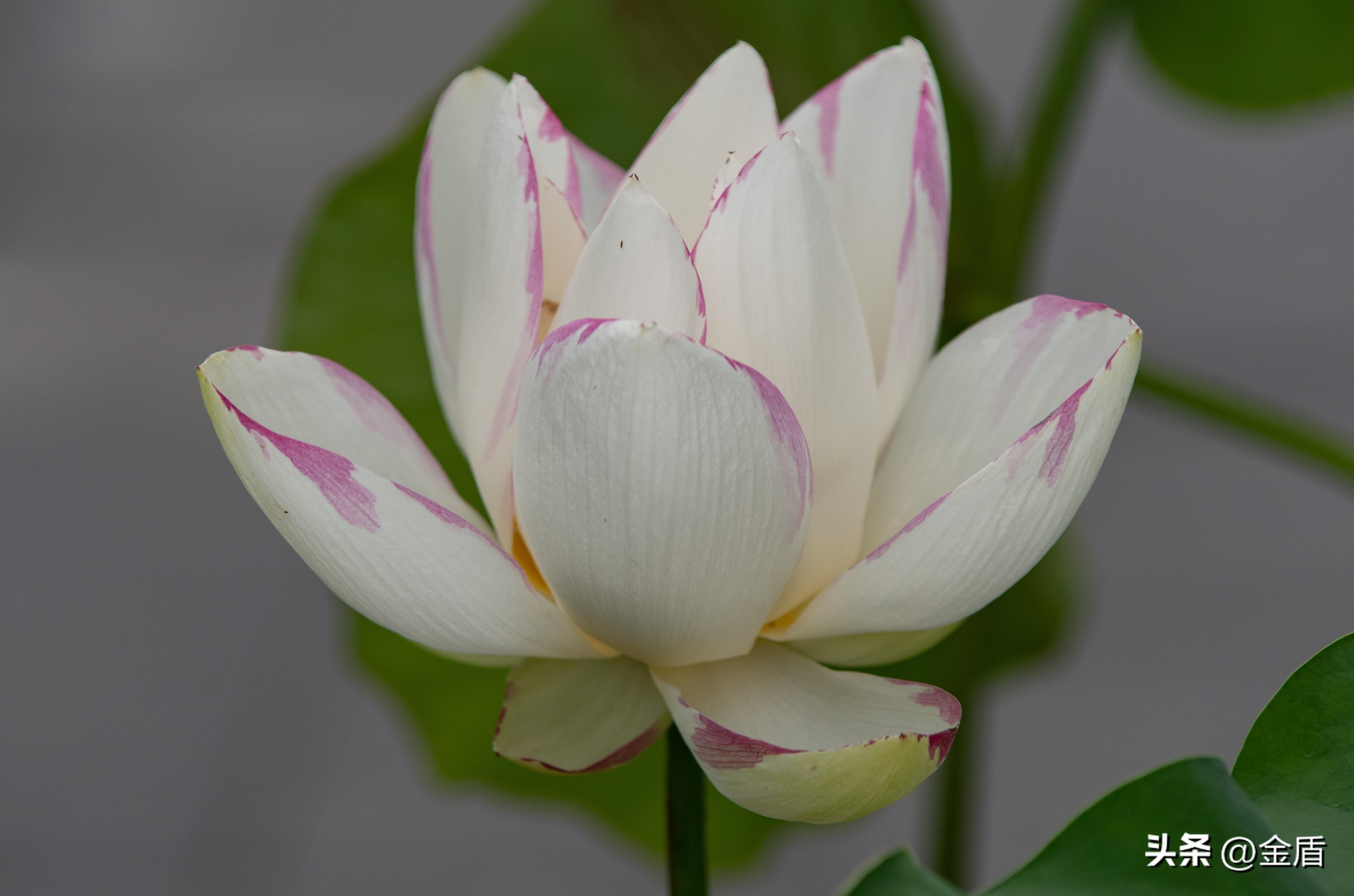 荷花中的隐藏的精神,荷花具有什么样的品格和志向