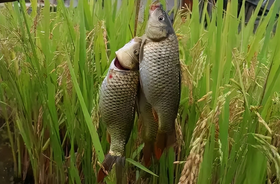 稻田养鱼的缺点有哪些,曾经很火的稻田养鱼有哪些缺陷呢