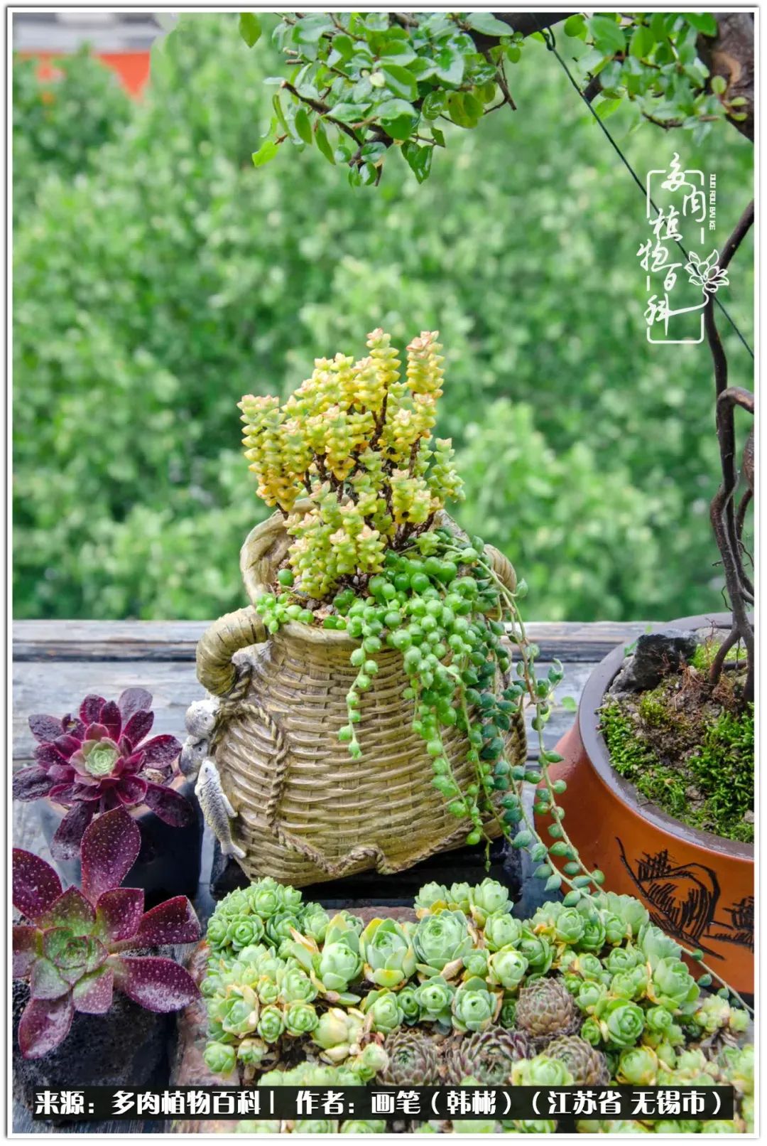 盆景多肉常遇到的问题,多肉盆景无穷小