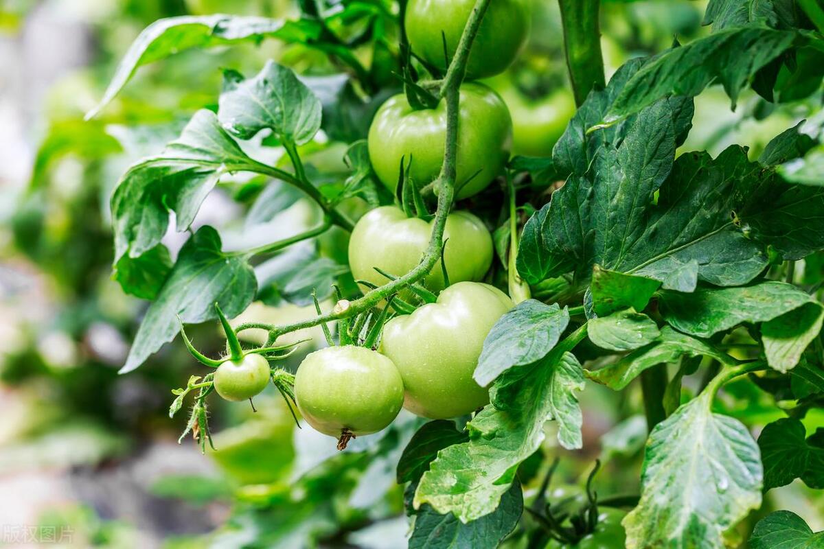 番茄的籽要摘掉才结果实吗,番茄果实下的叶摘了有什么影响