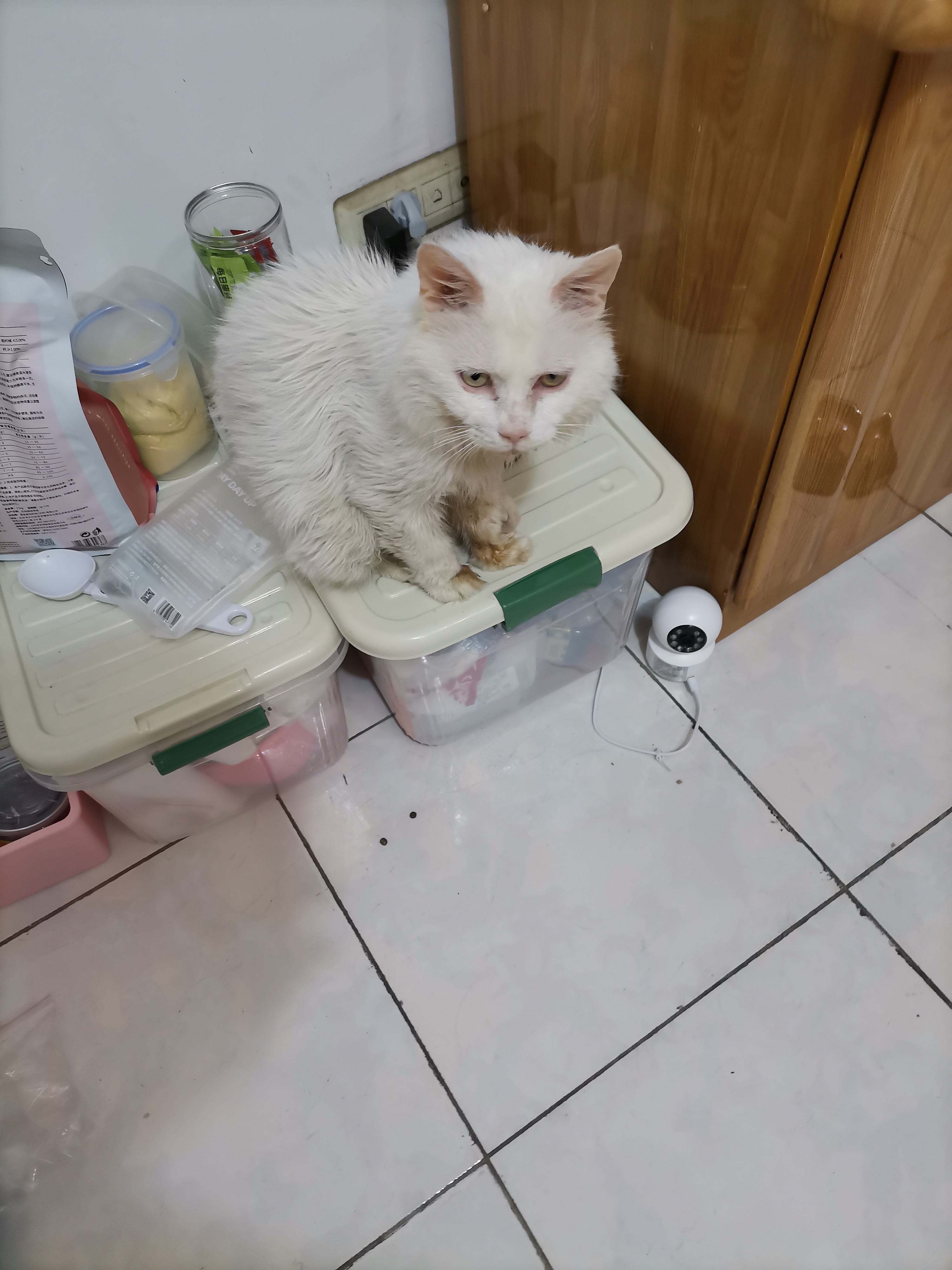 我的第二只猫咪图片,第二只猫来了第一只猫生气