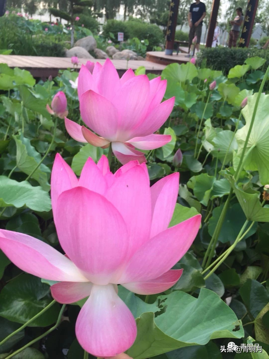 第13课：沈从文《月下》（10万+课程老师讲义）